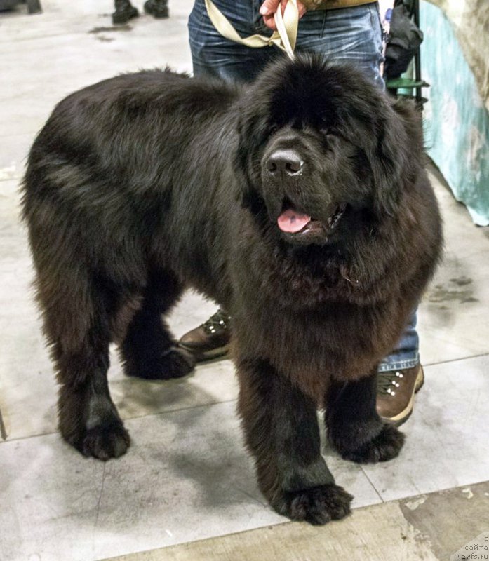 Фото: ньюфаундленд Смигар Агдай Виртус (Smigar Agday Virtus)