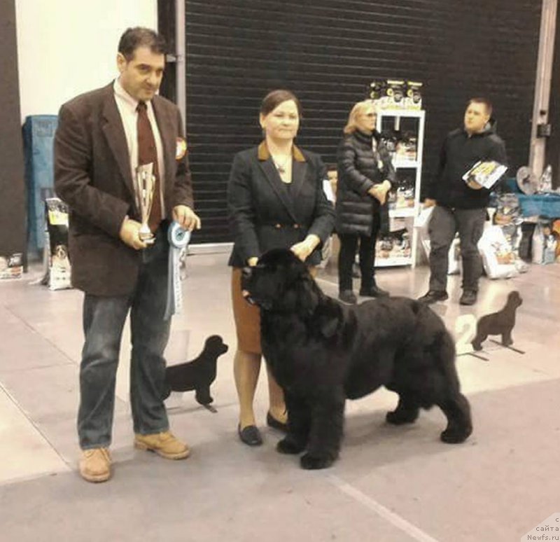 Фото: ньюфаундленд Акватория Келвин Фифа (Aquatoriya Kelvin Fifa)