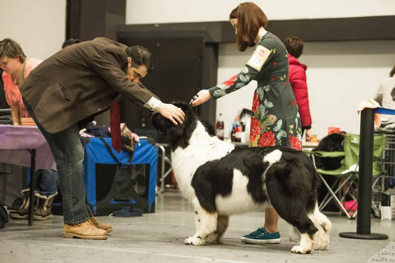 Фото: ньюфаундленд Флюфи Аваланч Цунами (Fluffy Avalanche Cunami)