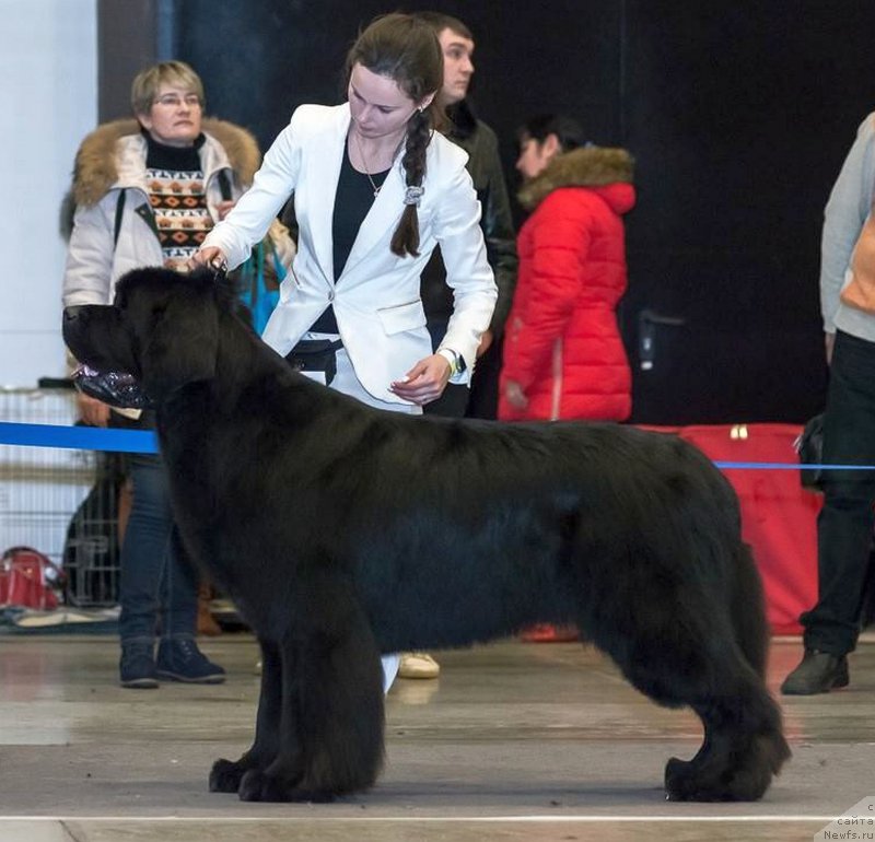 Фото: ньюфаундленд Бегущая по Волнам Шаман (Beguschaya po Volnam Shaman)