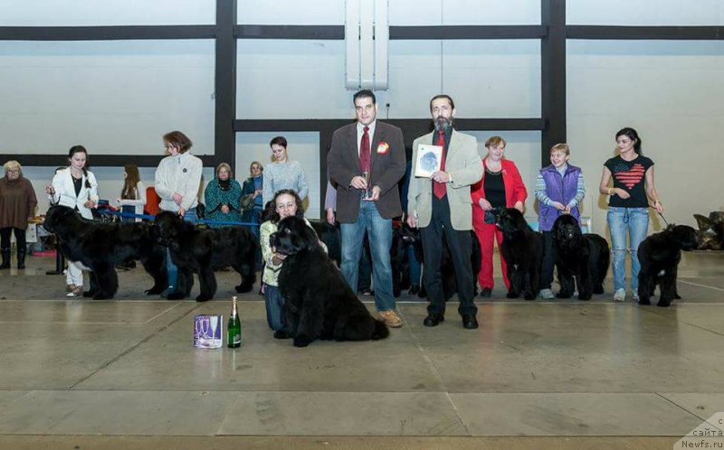 Фото: ньюфаундленд Бегущая по Волнам Вся Такая Растакая (Beguschaya po Volnam Vsya Takaya Rastakaya)