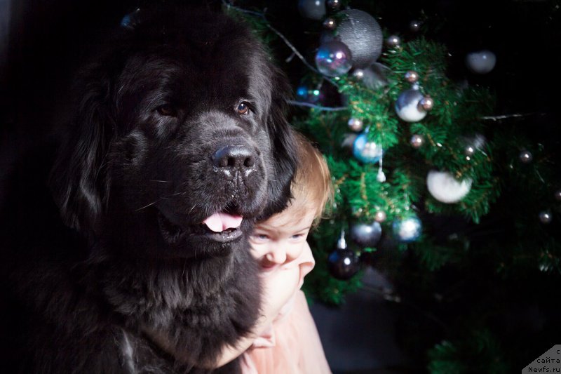 Фотография № 219145