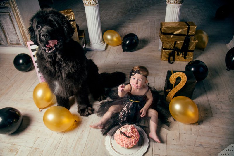 Фото: ньюфаундленд Питерньюф Монт Бланк (Piternyuf Mont Blanc)