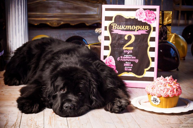 Фото: ньюфаундленд Питерньюф Монт Бланк (Piternyuf Mont Blanc)