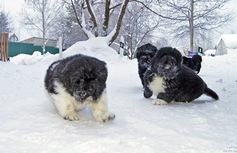 Фотография № 219152