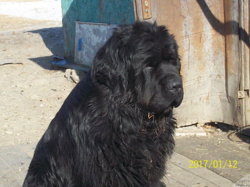 Фото: ньюфаундленд Супер Премиум Нао Дел Трато