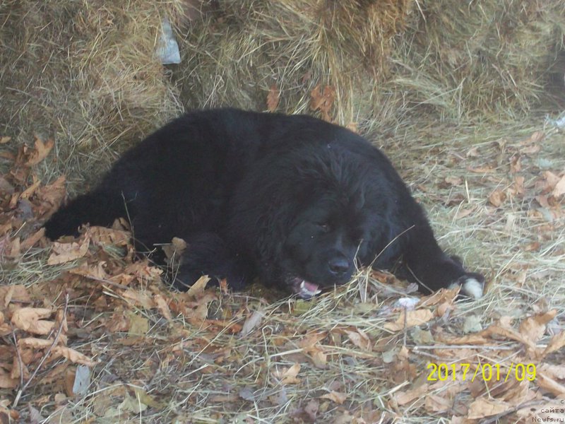 Фото: ньюфаундленд Степан Разин (Stepan Razin)