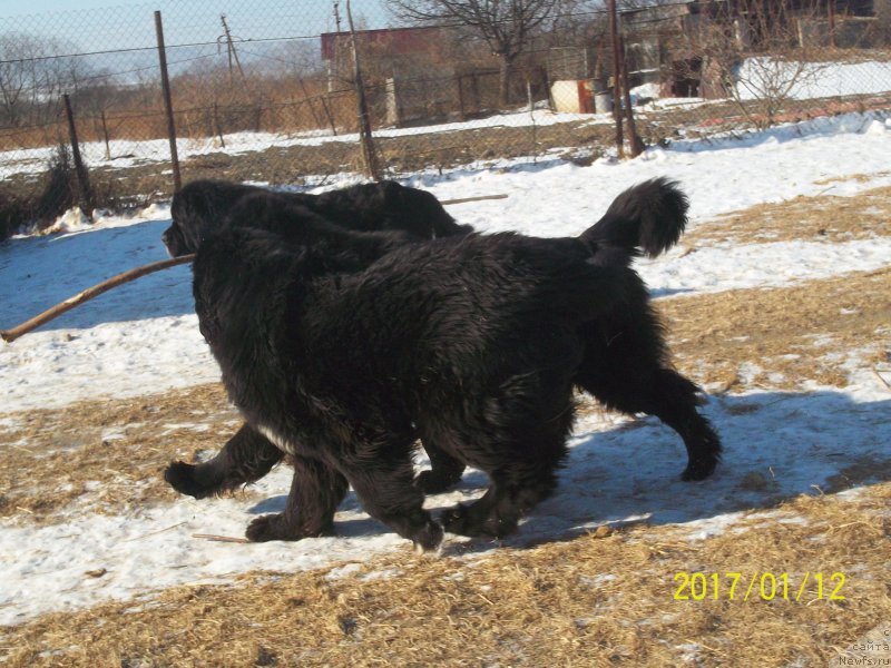 Фото: ньюфаундленд Супер Премиум Линиэль Дайлиррин (Super Premium Liniel Daylirring), ньюфаундленд Степан Разин (Stepan Razin)