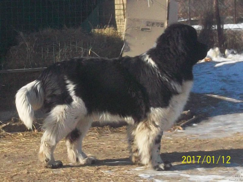 Фото: ньюфаундленд Селин Дион