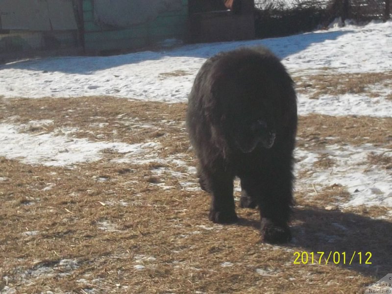 Фото: ньюфаундленд Вито Качо Ферл (Vito Kacho Ferl)