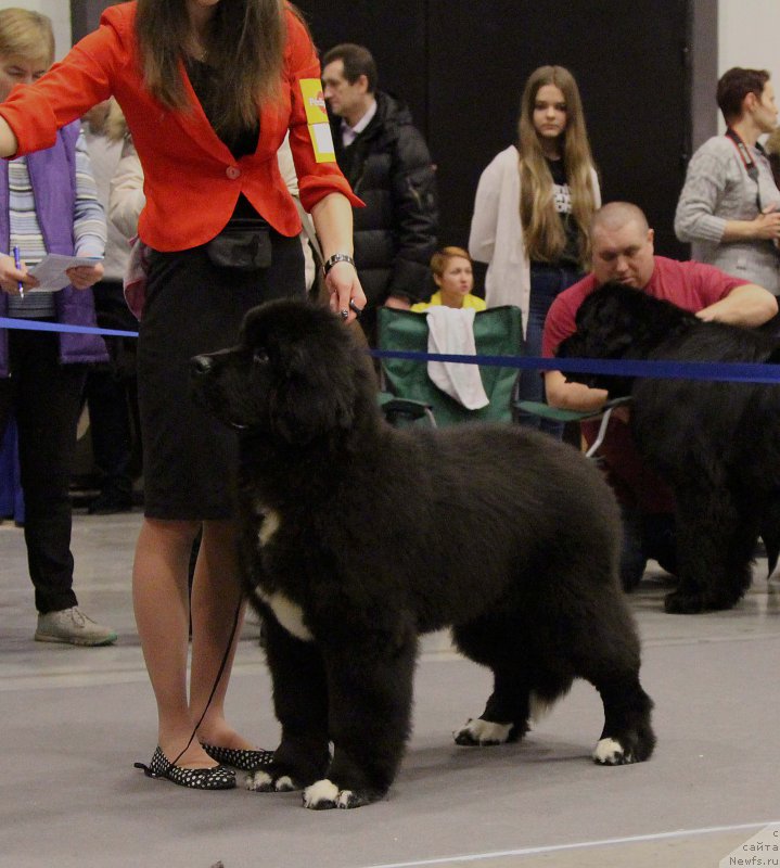 Фото: ньюфаундленд Питерньюф Кронос Лорд оф Тайм (Piternyuf Cronos Lord of Time)