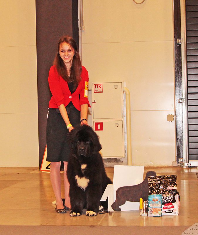 Фото: ньюфаундленд Питерньюф Кронос Лорд оф Тайм (Piternyuf Cronos Lord of Time)