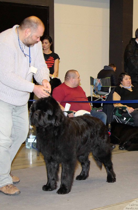 Фото: ньюфаундленд Жорж с Берега Дона (Zhorzh s Berega Dona)