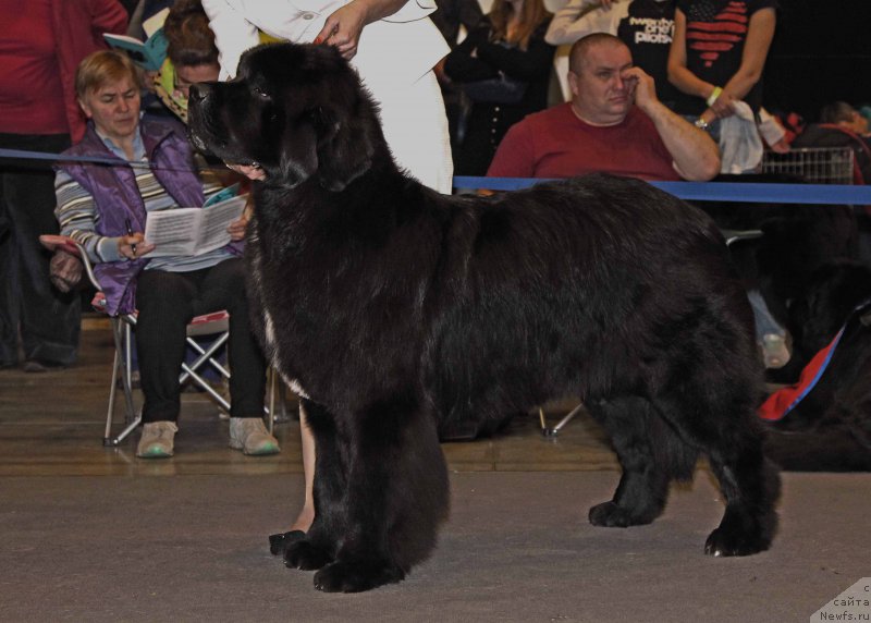 Фото: ньюфаундленд Corporevaill Dom Perignon