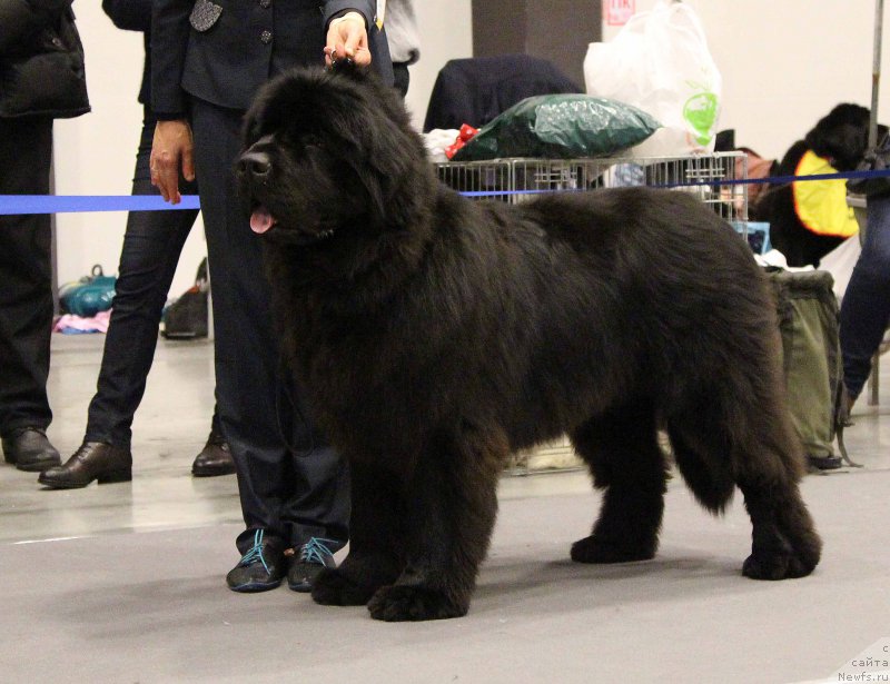 Фото: ньюфаундленд Смигар Агдай Виртус (Smigar Agday Virtus)