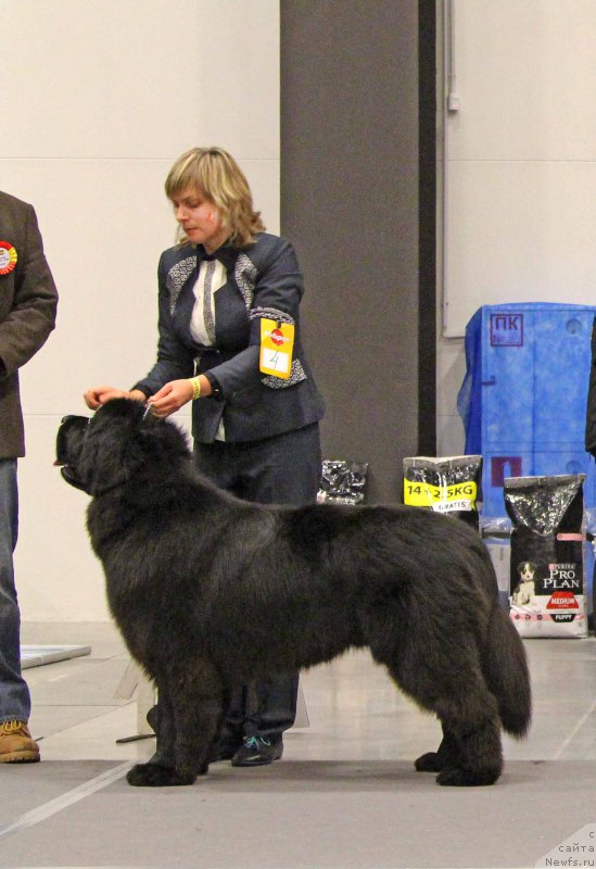 Фото: ньюфаундленд Смигар Агдай Виртус (Smigar Agday Virtus)