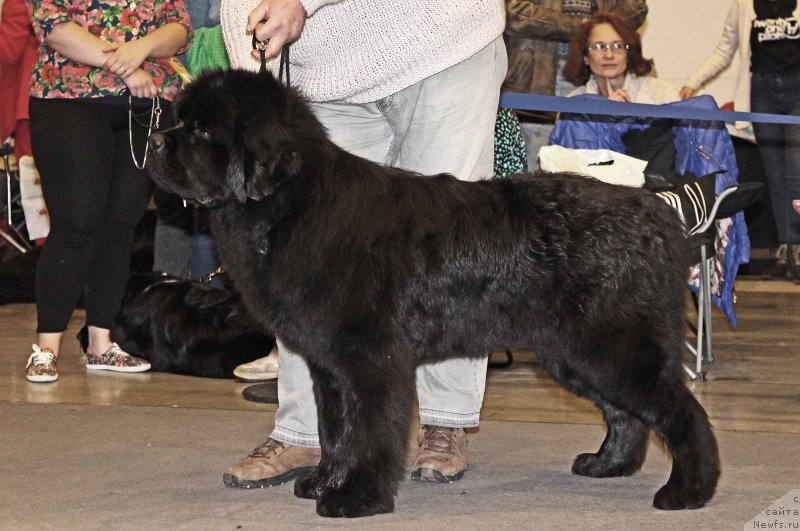 Фото: ньюфаундленд Жорж с Берега Дона (Zhorzh s Berega Dona)