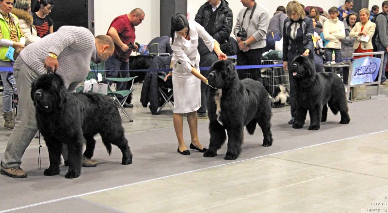 Фото: ньюфаундленд Жорж с Берега Дона (Zhorzh s Berega Dona), ньюфаундленд Corporevaill Dom Perignon, ньюфаундленд Смигар Агдай Виртус (Smigar Agday Virtus)
