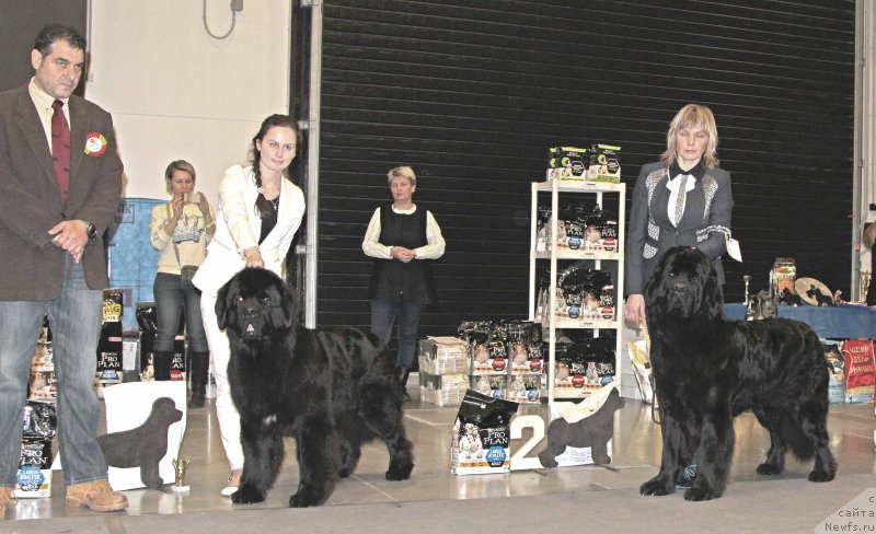Фото: ньюфаундленд Бегущая по Волнам Вицерой (Beguschaya po Volnam Viceroy), ньюфаундленд Модильяни из Антаграда (Modiliani is Antagrada)