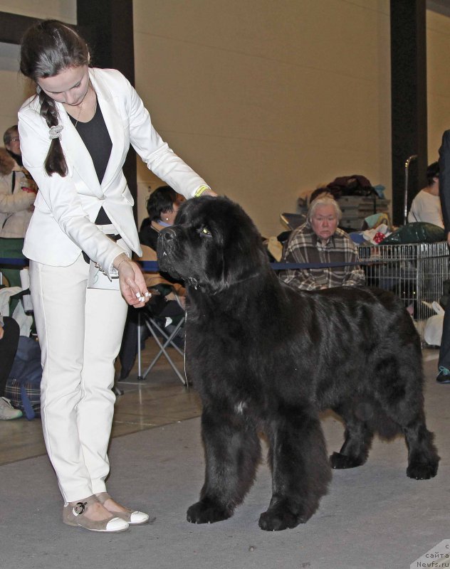 Фото: ньюфаундленд Бегущая по Волнам Вицерой (Beguschaya po Volnam Viceroy)