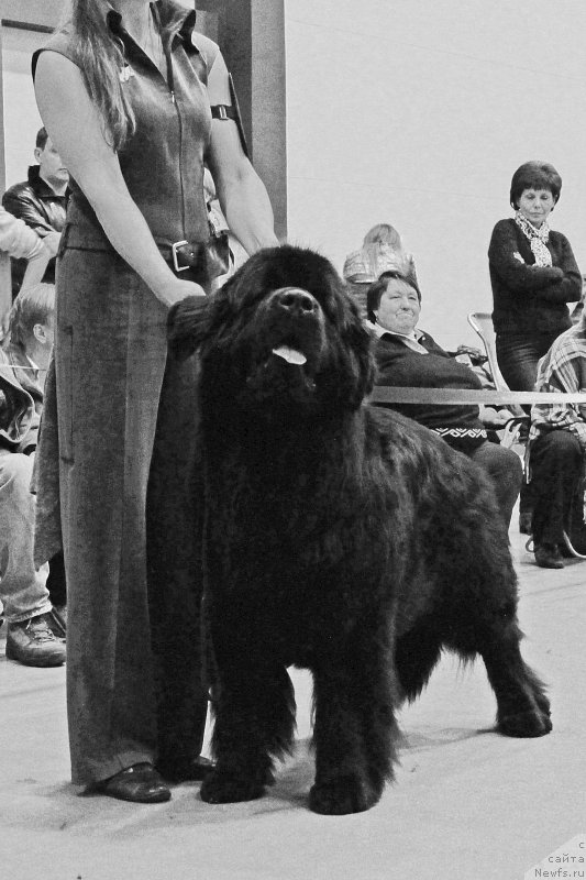 Фото: ньюфаундленд Joyeux Rodger iz Volotova