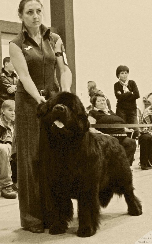 Фото: ньюфаундленд Joyeux Rodger iz Volotova