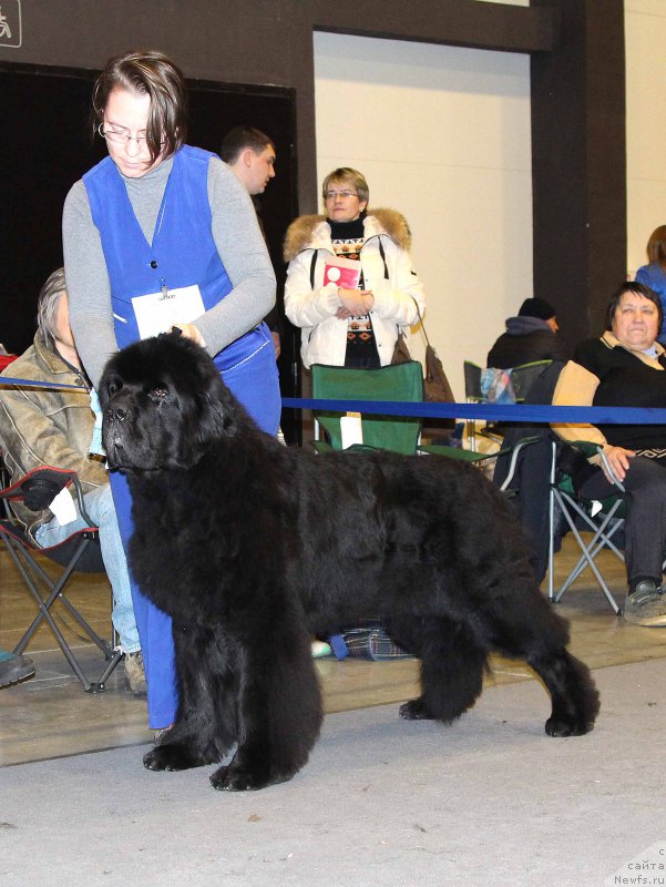 Фото: ньюфаундленд Смигар Танго ин зе Найт (Smigar Tango in the Night)