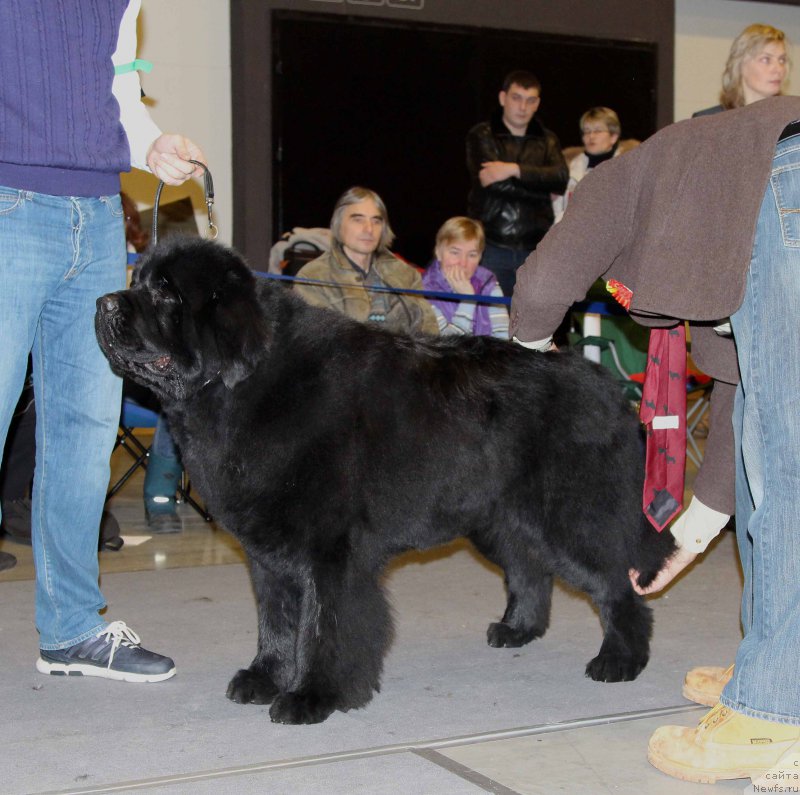 Фотография № 219179