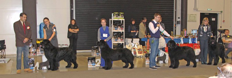 Фото: ньюфаундленд Joyeux Rodger iz Volotova, ньюфаундленд Смигар Танго ин зе Найт (Smigar Tango in the Night), ньюфаундленд Ursinus Velutus Touch Of Magic, ньюфаундленд Jonathan Poursmigar iz Volotova