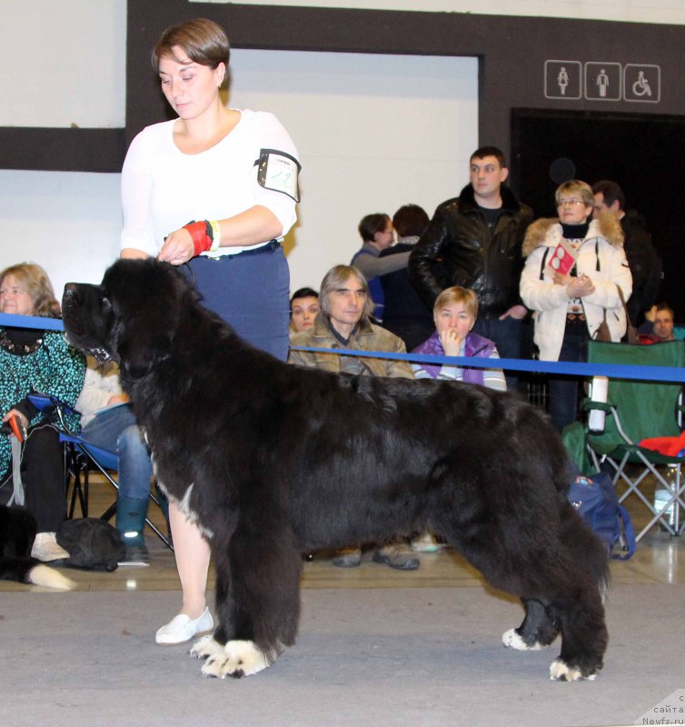 Фото: ньюфаундленд Питерньюф Омниа Винсет Амор (Piternyuf Omnia Vincet Amor)
