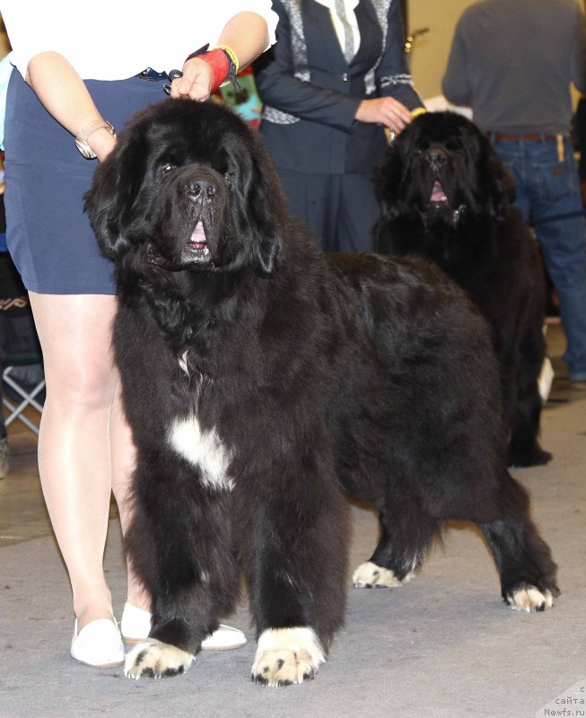 Фото: ньюфаундленд Питерньюф Омниа Винсет Амор (Piternyuf Omnia Vincet Amor)