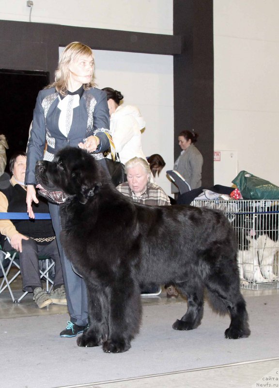 Фото: ньюфаундленд Смигар Ливерпульский Четвертак (Smigar Liverpulsiy Chetvertak)