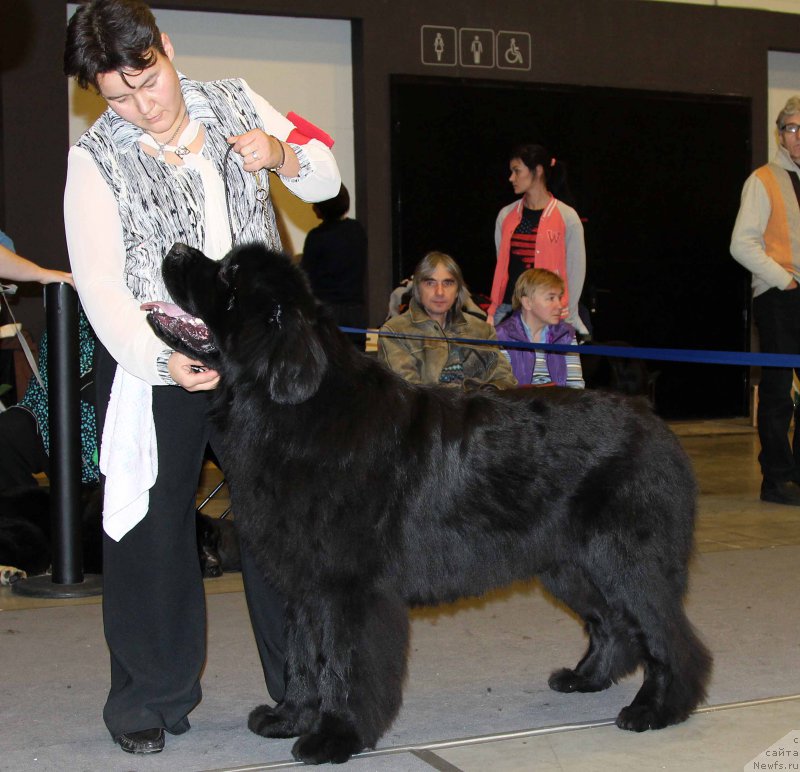 Фото: ньюфаундленд Альфа Дар Окса Арсёмий (Alfa Dar Oksa Arsemiy)