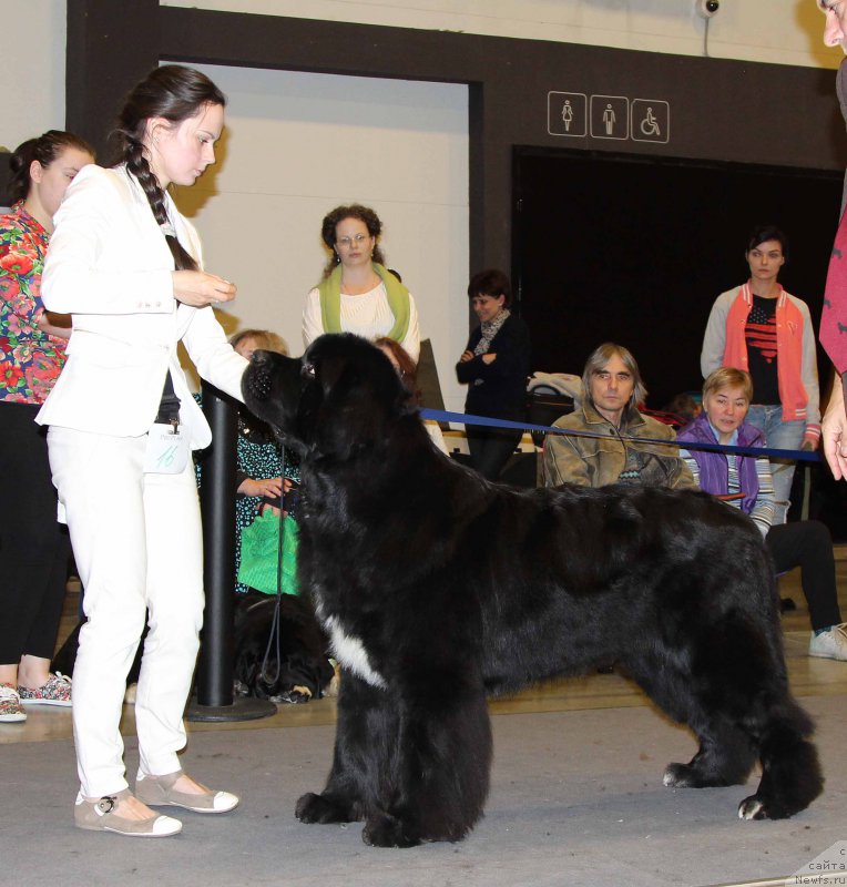Фото: ньюфаундленд Бегущая по Волнам Чарт Топпер (Beguschaya po Volnam Сhart Topper)