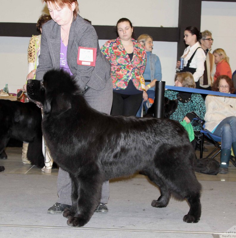 Фото: ньюфаундленд Маркиз Максимельен Де Марк (Markiz Maximilien de Mark)