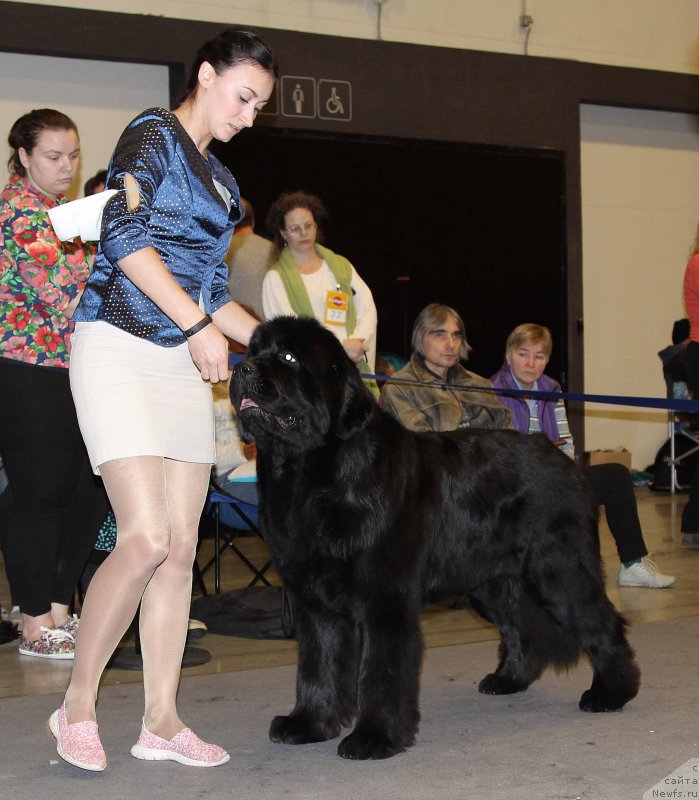Фото: ньюфаундленд Сент Джонс Лавин Стэар (Sent Djons Loving Stare)