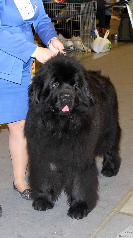 Фото: ньюфаундленд Эмир Эльдорадо из Антаграда (Emir Eldorado is Antagrada)