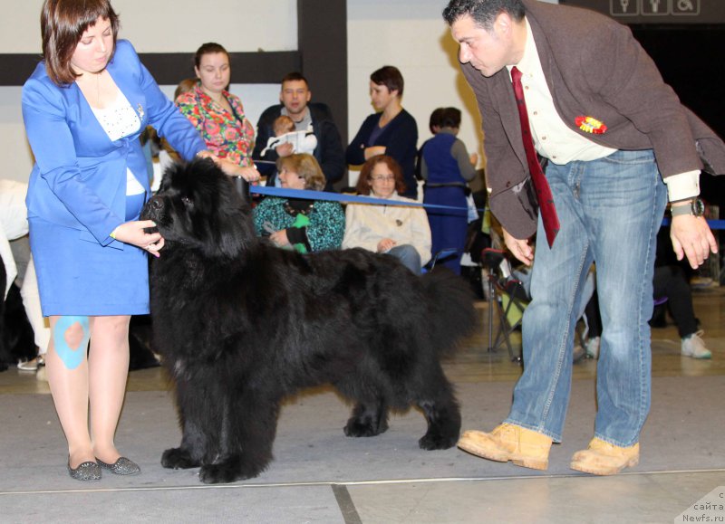 Фото: ньюфаундленд Эмир Эльдорадо из Антаграда (Emir Eldorado is Antagrada)