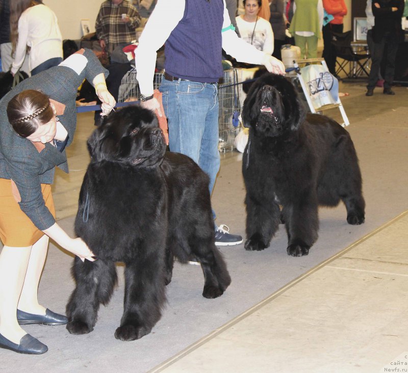 Фото: ньюфаундленд Акватория Келвин Авантюрист (Aquatoriya Kelvin Avanturist), ньюфаундленд Дак Прайд Виттон (Dark Pride Vuitton)