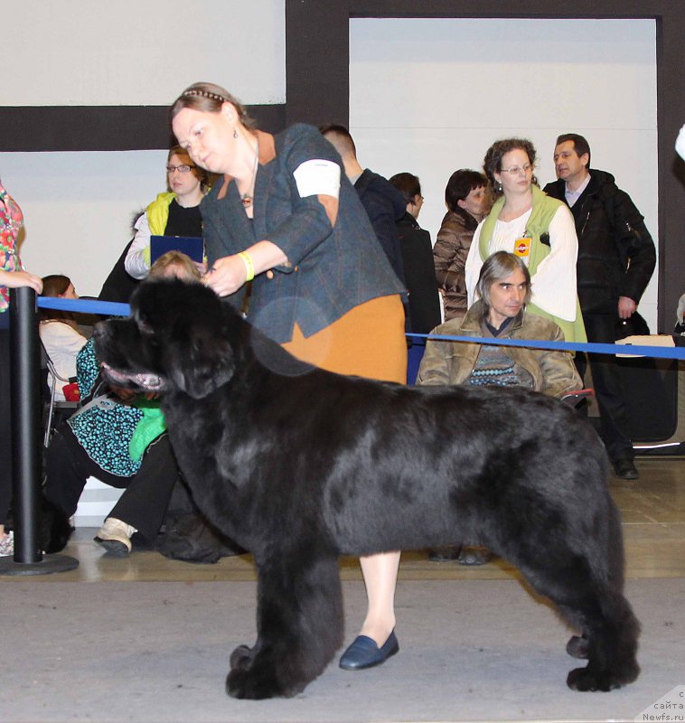 Фото: ньюфаундленд Акватория Келвин Авантюрист (Aquatoriya Kelvin Avanturist)