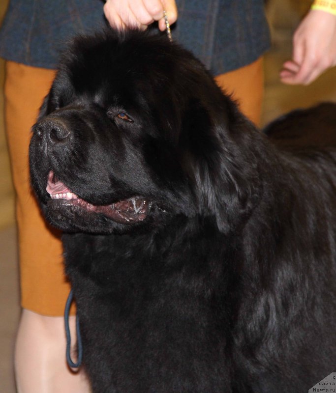 Фото: ньюфаундленд Акватория Келвин Авантюрист (Aquatoriya Kelvin Avanturist)