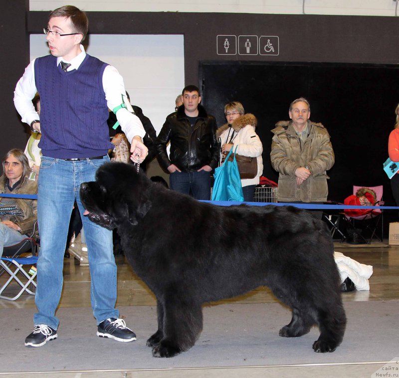 Фото: ньюфаундленд Дак Прайд Виттон (Dark Pride Vuitton)
