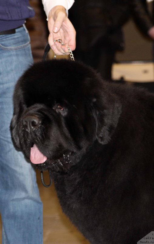 Фотография № 219198