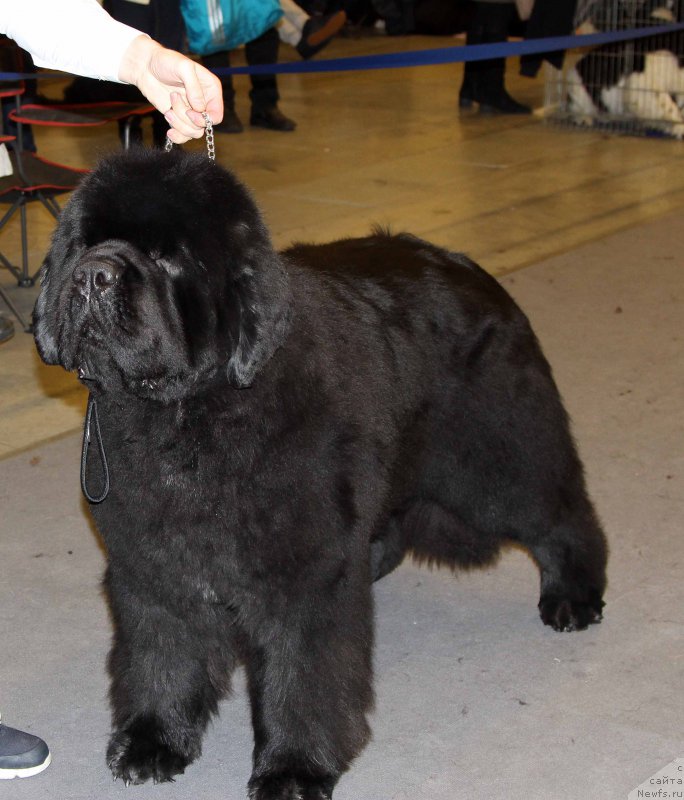 Фото: ньюфаундленд Дак Прайд Виттон (Dark Pride Vuitton)