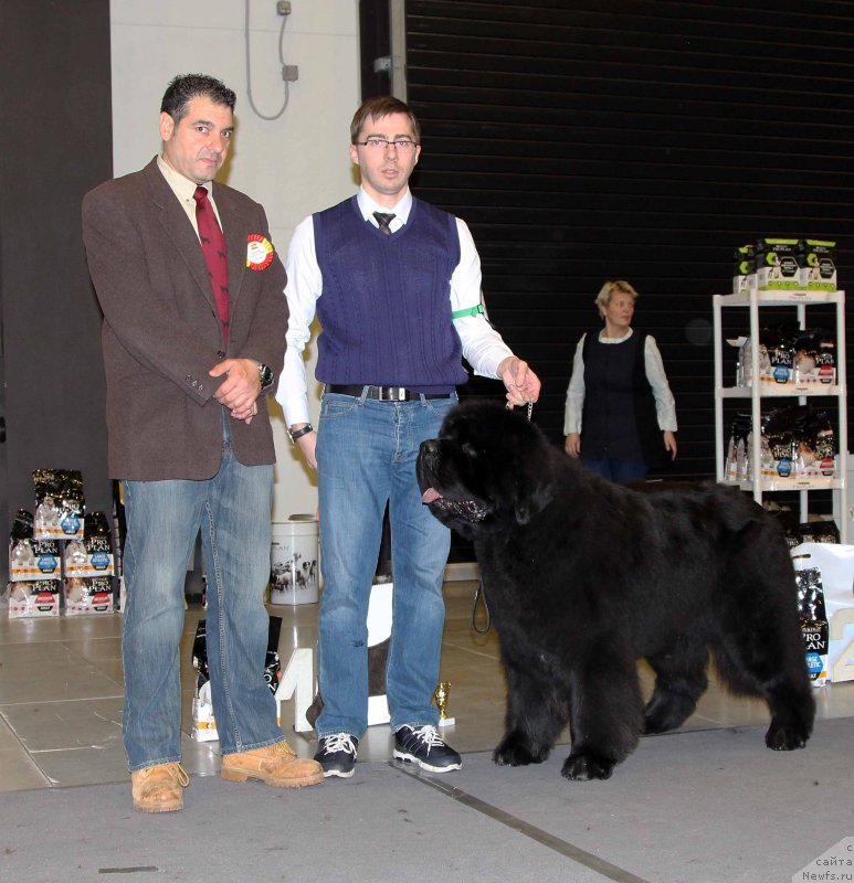 Фото: ньюфаундленд Дак Прайд Виттон (Dark Pride Vuitton)