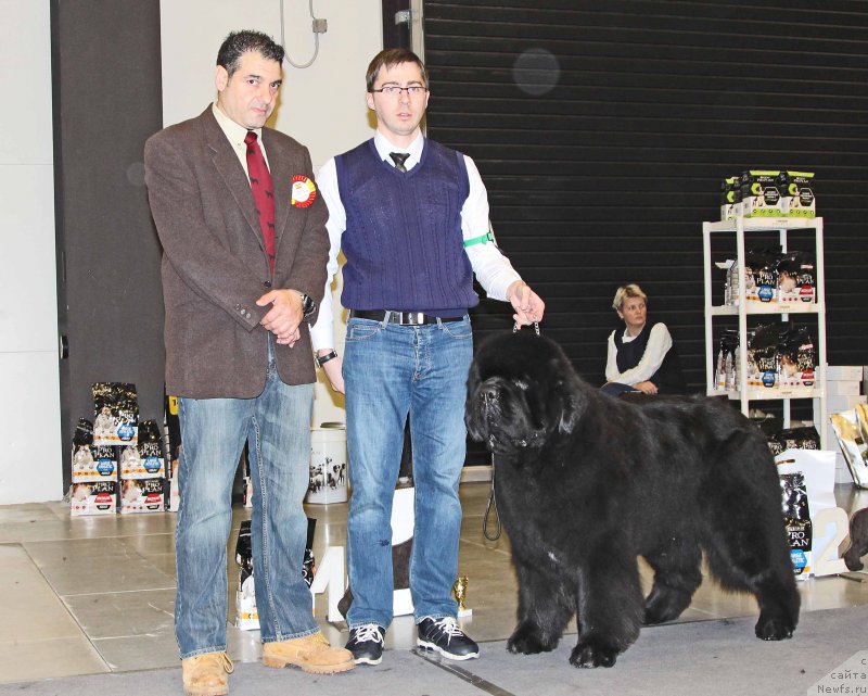 Фото: ньюфаундленд Дак Прайд Виттон (Dark Pride Vuitton)