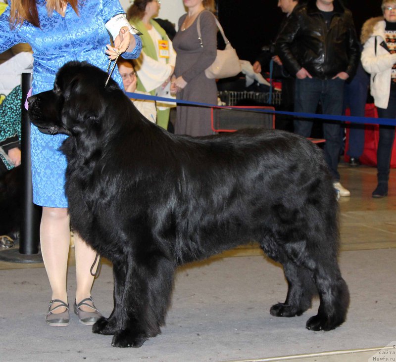 Фото: ньюфаундленд Чистый Бриллиант Амиго (Chisty Brilliant Amigo)