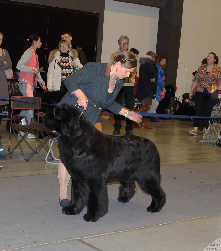 Фото: ньюфаундленд Акватория Келвин Фром Сибириа эт Каюга (Aquatoriya Kelvin From Siberia at Cayuga)