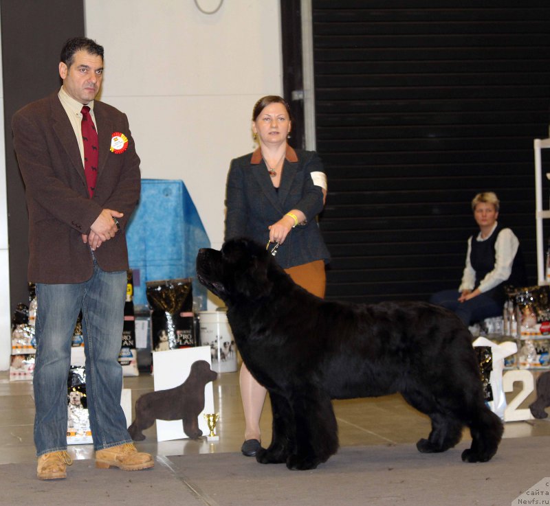 Фото: ньюфаундленд Акватория Келвин Фром Сибириа эт Каюга (Aquatoriya Kelvin From Siberia at Cayuga)