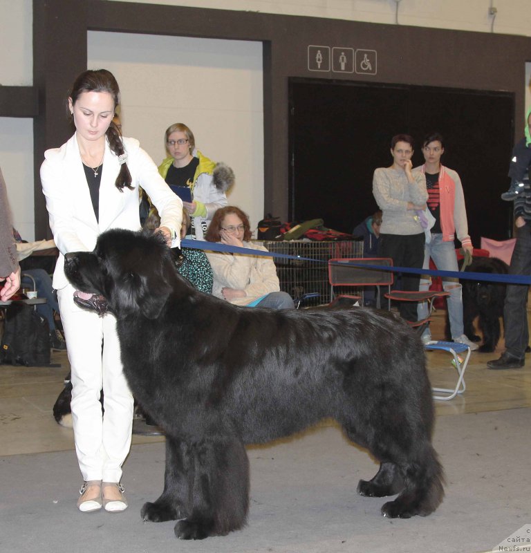 Фото: ньюфаундленд Бегущая по Волнам Шаман (Beguschaya po Volnam Shaman)